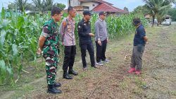 Giat Peninjauan Kesiapan Penanaman Jagung Serentak