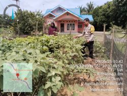 Giat Bhabinkamtibmas Desa Muda Setia sambang Kebun Pekarangan Bergizi Mandiri Milik Sdri. Sitiaroh RT.002 / RW.001 Desa Muda Setia