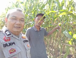 Kegiatan peninjauan lahan penanaman Jangung Pipil di NH5 Desa. Simpang Beringin, Kec. Bandar Sei Kijang