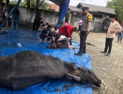 Giat Bhabinkamtibmas Desa Muda Setia dalam pemotongan Qurban di desa muda setia