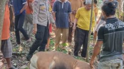 Giat Pengamanan Bhabinkamtibmas Kelurahan Sekijang Saat Kegiatan Idul Adha 2025