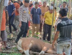 Giat Pengamanan Bhabinkamtibmas Kelurahan Sekijang Saat Kegiatan Idul Adha 2025